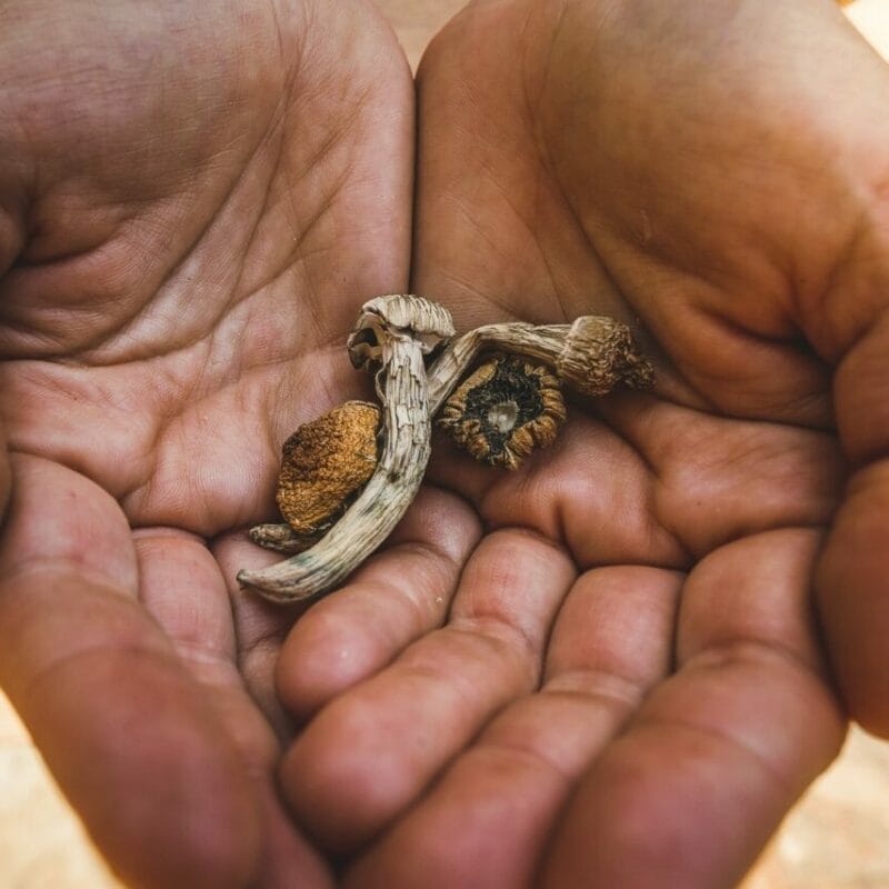 dried shrooms | Magic Mushrooms Winnipeg Canada