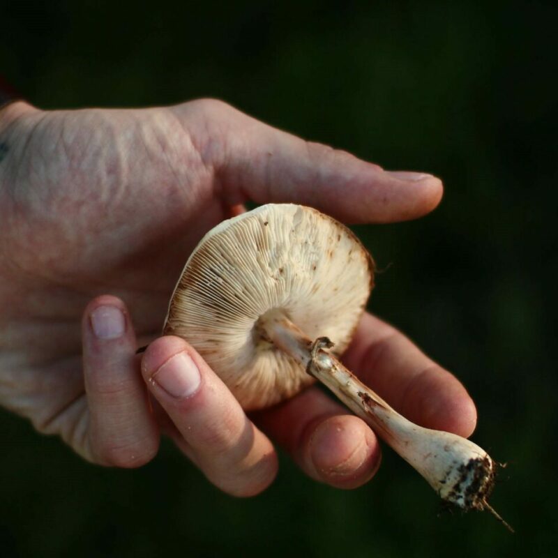 Shrooms | Magic Mushrooms Winnipeg Canada