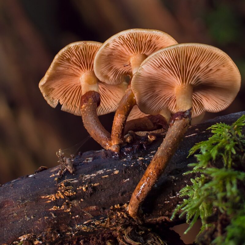 alacabenzi strain | Magic Mushrooms Winnipeg Canada