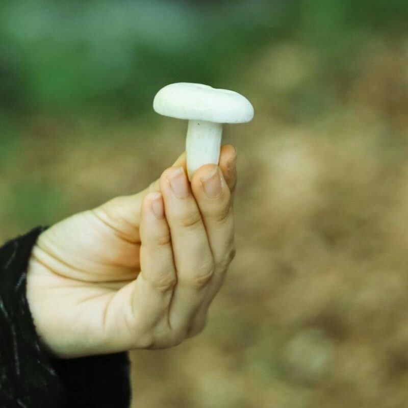 shrooms online in Canada | Magic Mushrooms Winnipeg Canada