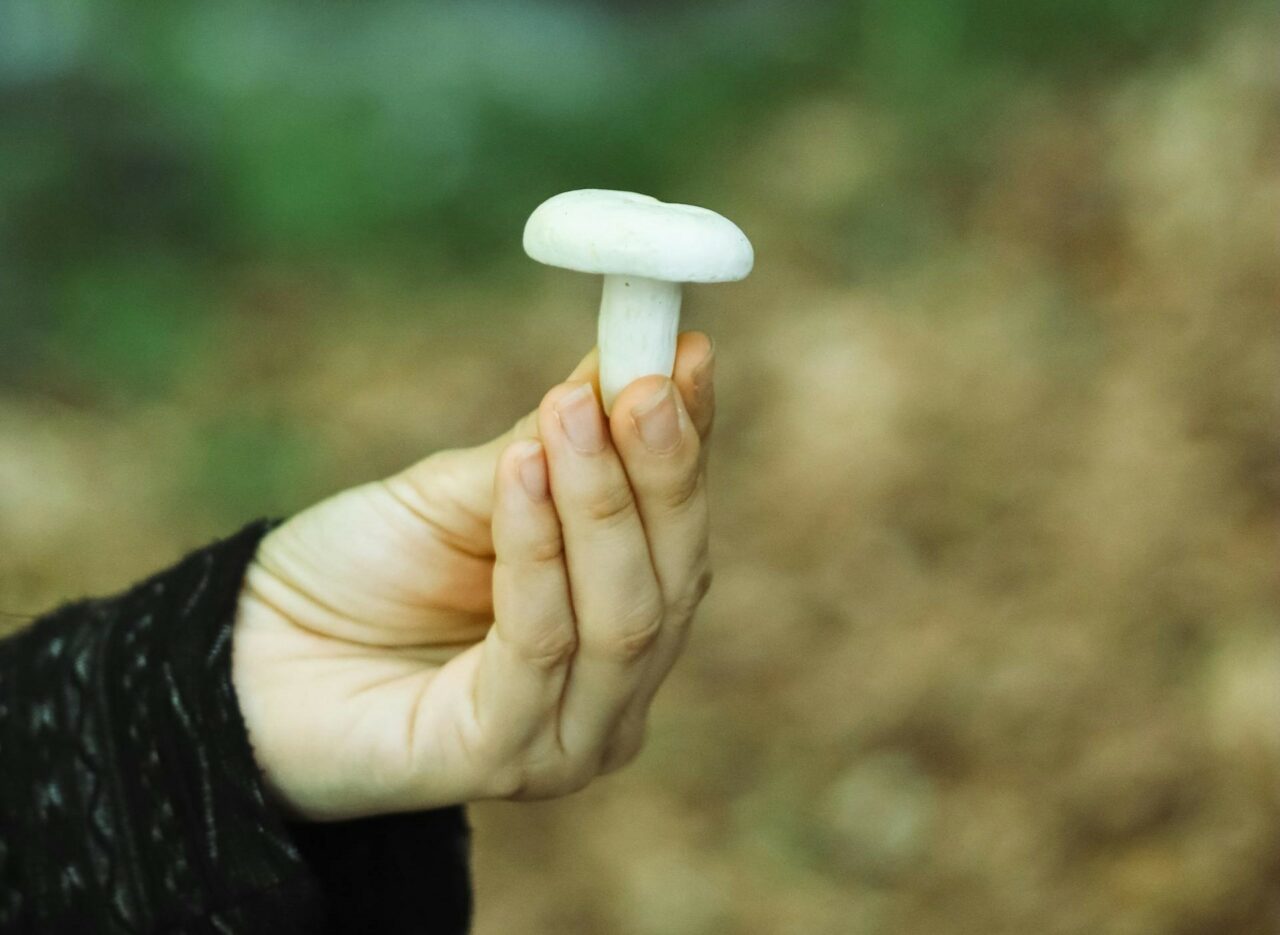 Discover Five Mushroom Categories Tailored for Every Psychedelic Enthusiast