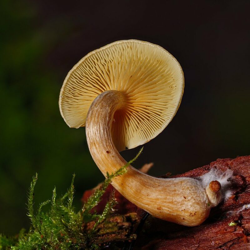 Alacabenzi Strain | Magic Mushrooms Winnipeg Canada