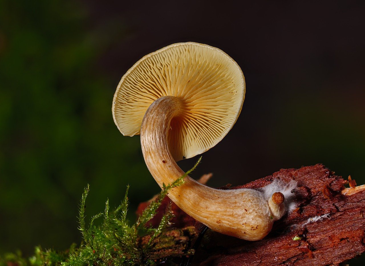 An Introduction to the Alacabenzi Strain – Vital Information for Every User Prior to the Initial Dose