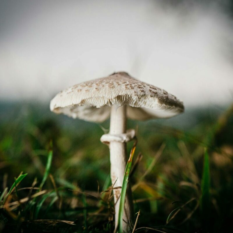 White Monster | Magic Mushrooms Winnipeg Canada