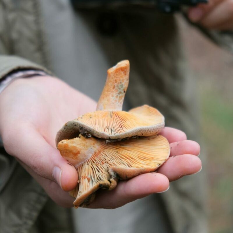 Apex Strain | Magic Mushrooms Winnipeg Canada