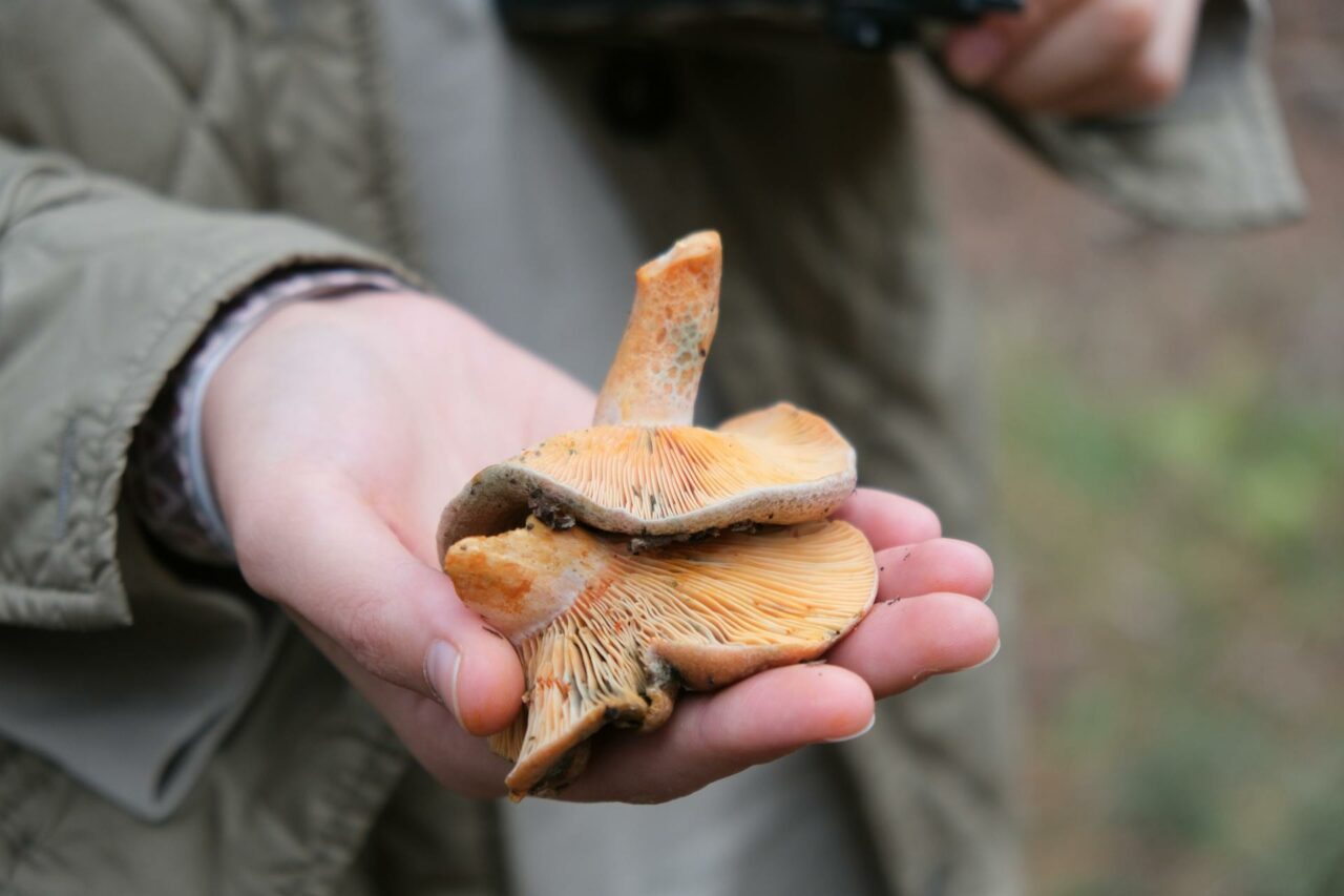 The Reasons Why Apex Strain Mushroom Will Always Be a Part of My Self-Care Regimen