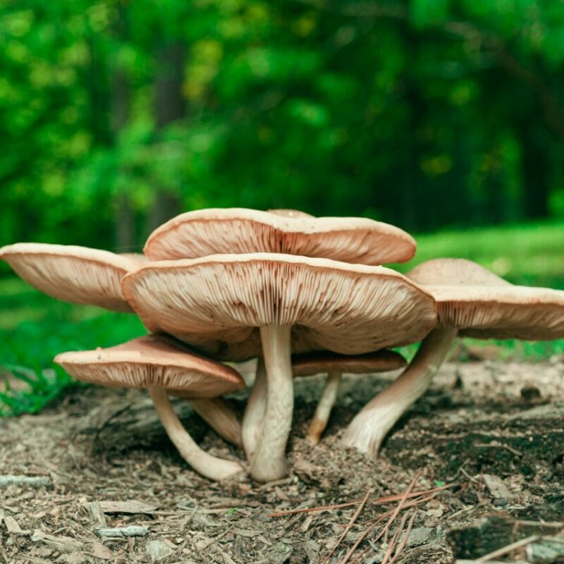 Big Daddy Mushroom | Magic Mushrooms Winnipeg Canada