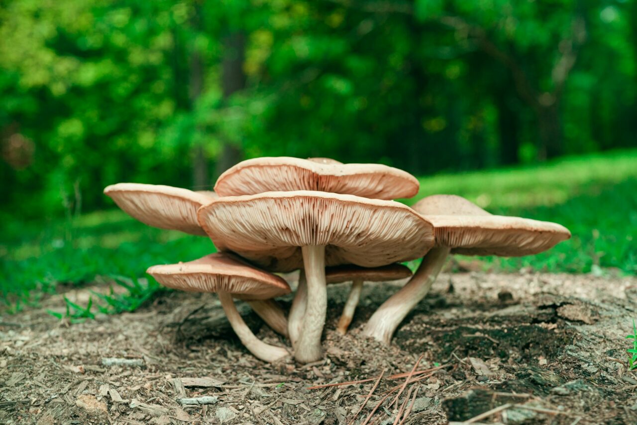 Experienced the Big Daddy Mushroom during a Hike—Definitely a 10/10, Highly Recommended for a Repeat