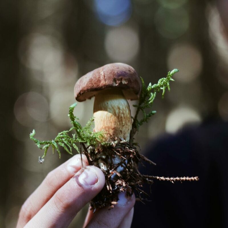 Buy Shrooms | Magic Mushrooms Winnipeg Canada