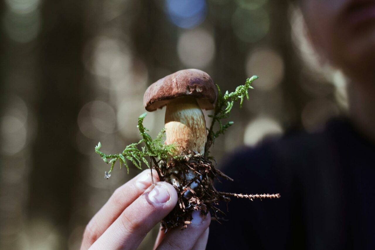 Purchasing Psychedelic Mushrooms Online? A Retiree Reflects on the Benefits of Psilocybin He Wished He Knew 45 Years Ago