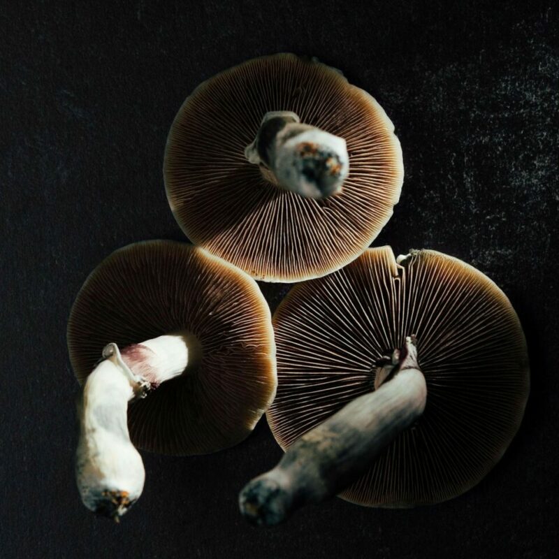 Magic Mushroom Canada | Magic Mushrooms Winnipeg Canada