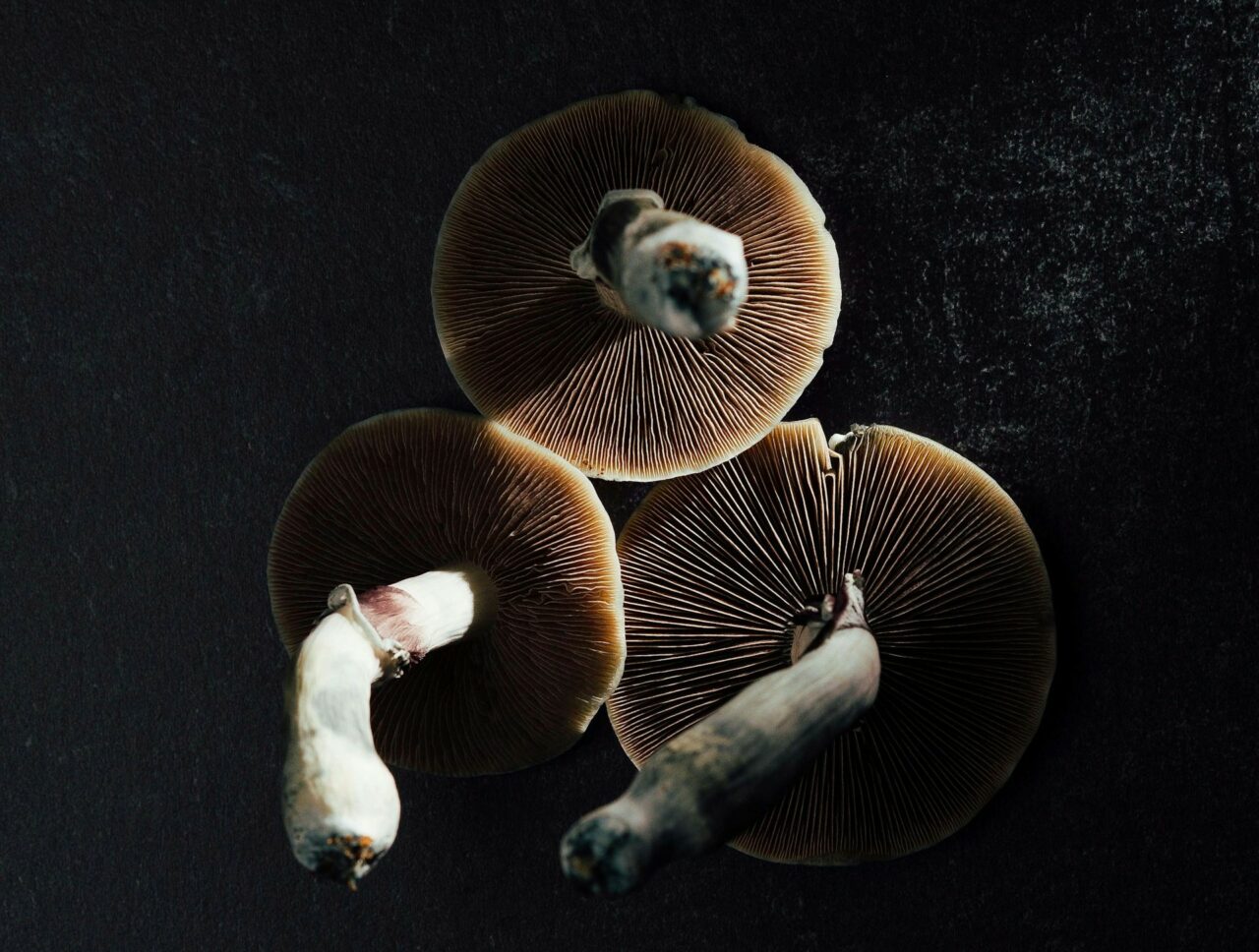 Canada’s Magic Mushroom – Specialists Discuss Why Natural Psilocybin Impacts More Intensely Than Its Lab-Created Counterpart