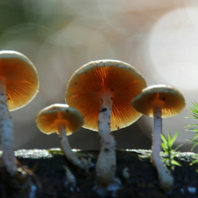 Magic Mushroom Delivery | Magic Mushrooms Winnipeg Canada