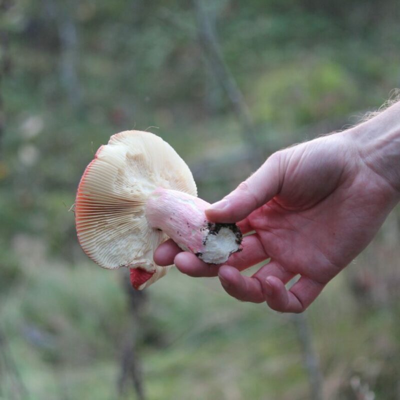 Magic Mushroom Delivery | Magic Mushrooms Winnipeg Canada