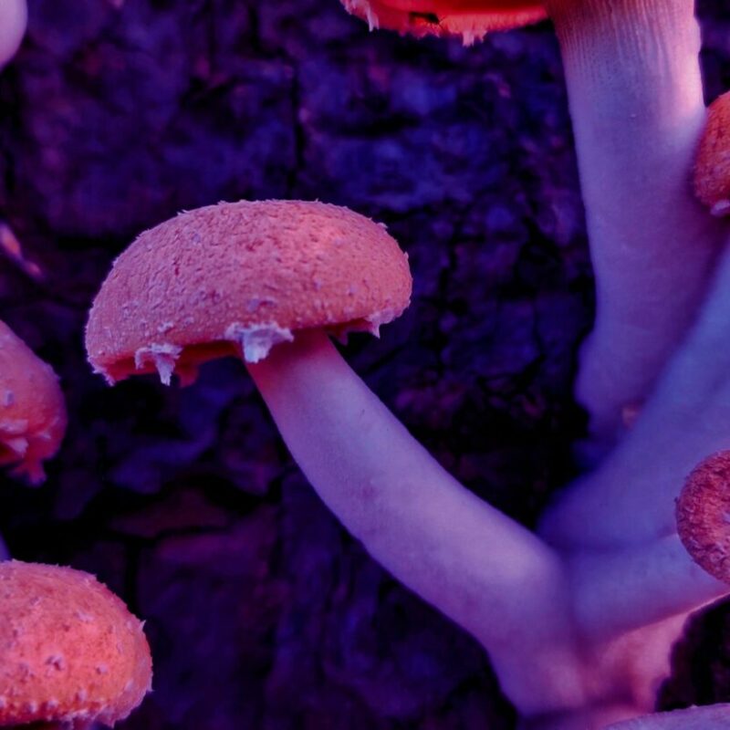 Mushroom Dispensary | Magic Mushrooms Winnipeg Canada