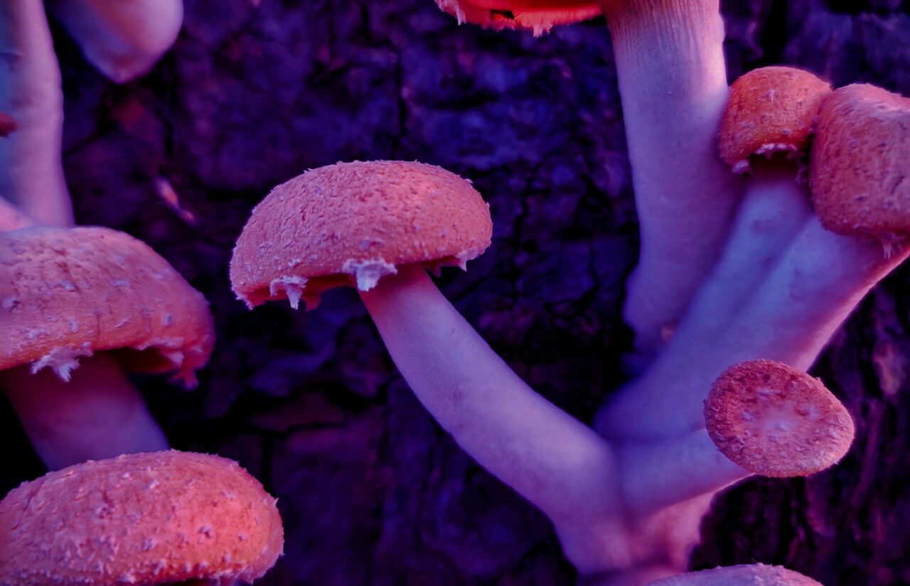 The Potential of Psilocybin from Mushroom Dispensaries to Reshape the Mental State of Individuals Suffering from HIV-Related Shame