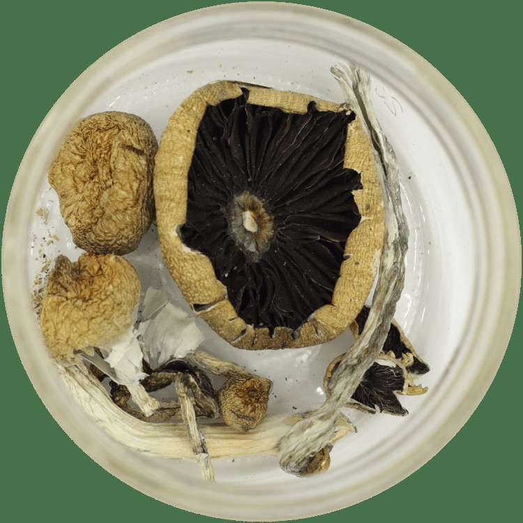  | Magic Mushrooms Winnipeg Canada