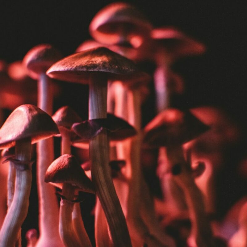  | Magic Mushrooms Winnipeg Canada