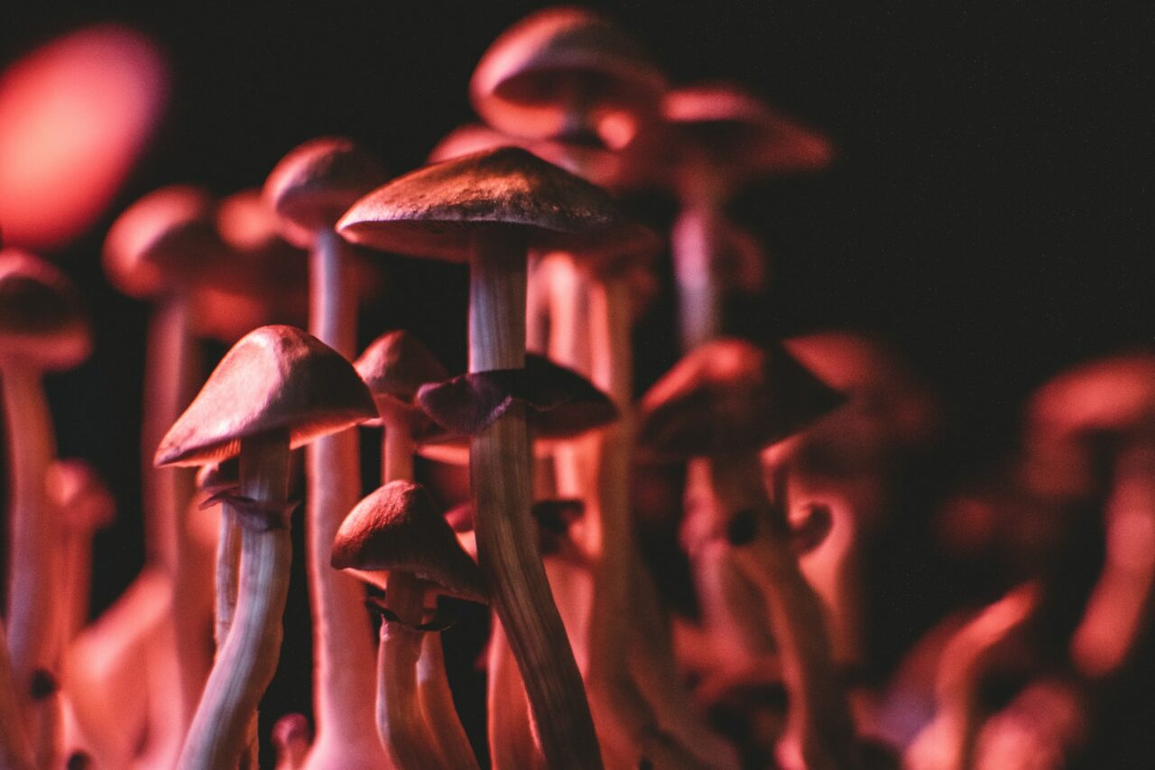 My Journey to Safely Purchasing Psychedelics Online (While Evading Scams)
